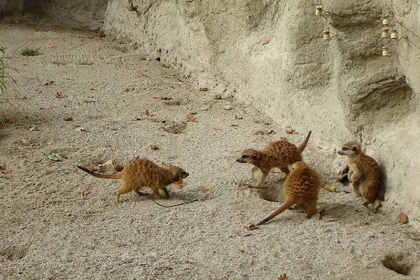 Mali mieszkańcy zoo