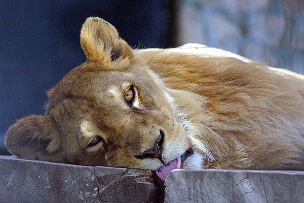 Wizyta w miejskim zoo to dla dziecka niezapomniane wrażenie