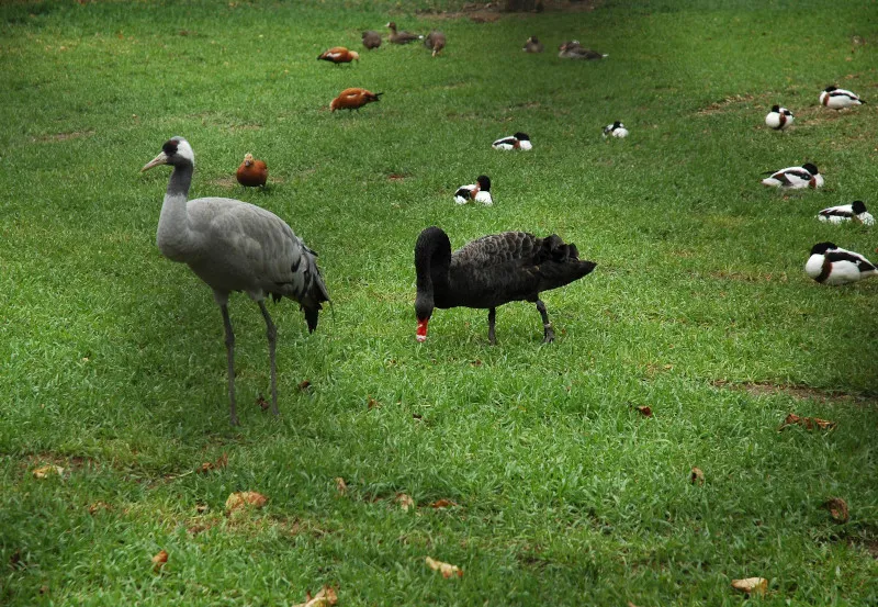 Ptaki w ogrodzie zoologicznym Askanii Nowej
