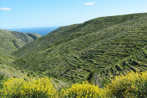 Lawendowe pole na wyspie Hvar