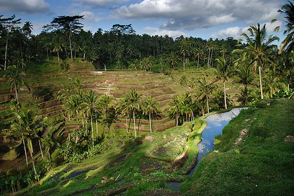 Pola ryżowe w okolicy Ubud