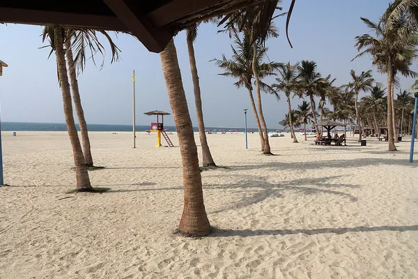 Palmy i piaszczysta plaża w Jumeirah Beach Park