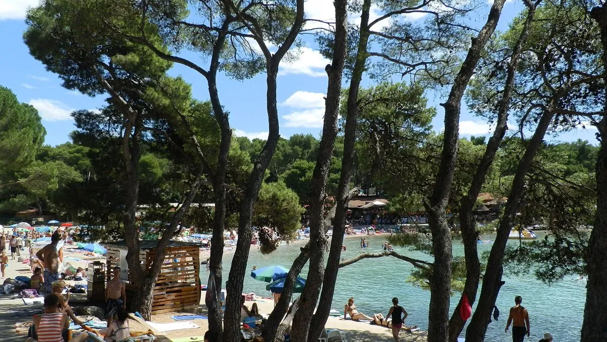 Plażowicze i turkusowa woda zatoki widziane między pniami sosen na plaży Soline w Biogradzie