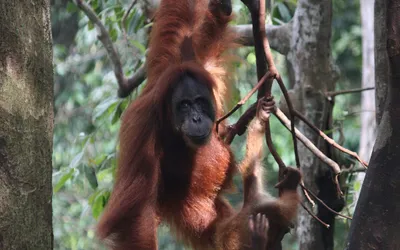 Samica orangutana z młodym zwisająca z gałęzi w dżungli