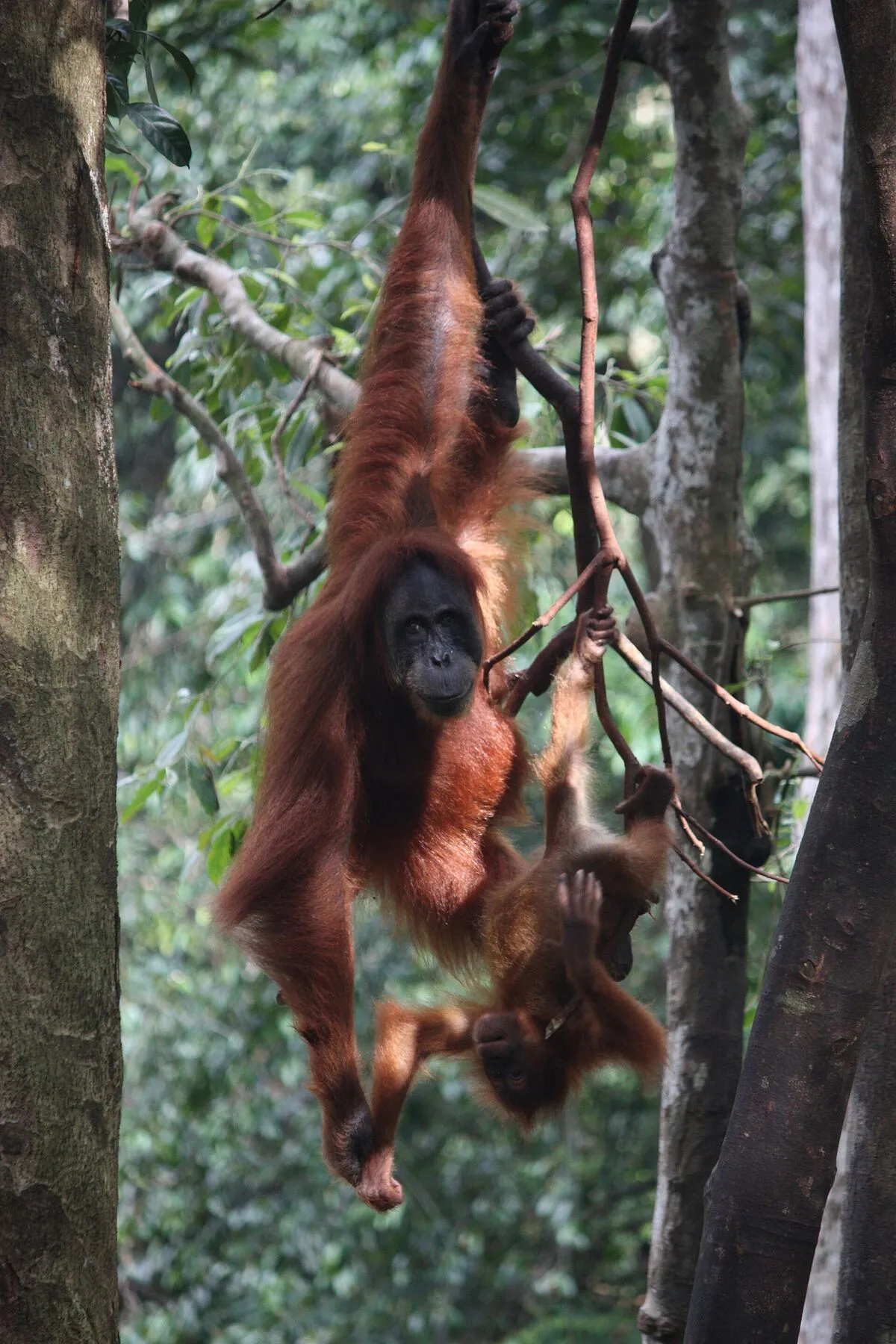 Samica orangutana z młodym zwisająca z gałęzi w dżungli