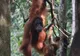 Samica orangutana z młodym zwisająca z gałęzi w dżungli
