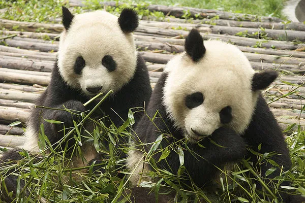 Panda wielka jest narodowym zwierzęciem Chin