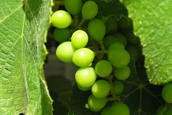 Wino to jeden z najpopularniejszych chorwackich trunków