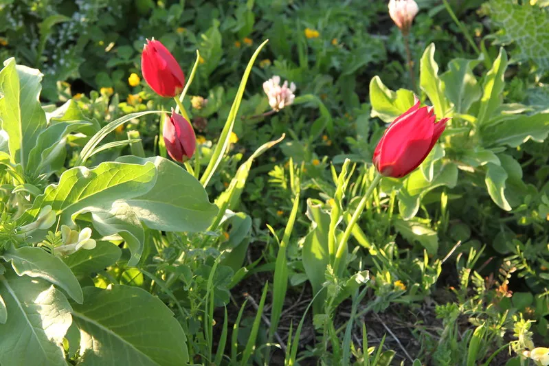 Cypryjskie tulipany
