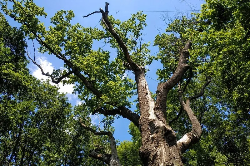 Dąb Maksyma Żeleźniaka to największe drzewo na Ukrainie