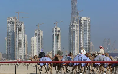 Wyścig wielbłądów na tle wieżowców Dubaju