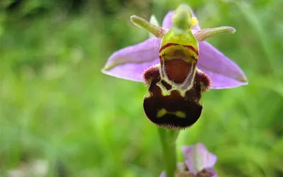 Dwulistnik pszczeli (Bee Orchid; Ophrys apifera) – jeden z popularnych na Cyprze gatunków orchidei