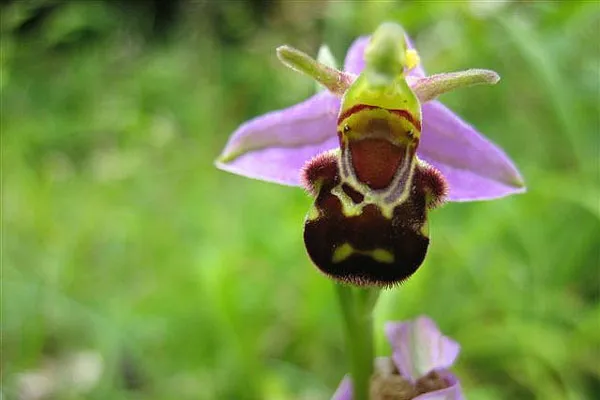 Dwulistnik pszczeli (Bee Orchid; Ophrys apifera) – jeden z popularnych na Cyprze gatunków orchidei