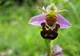 Dwulistnik pszczeli (Bee Orchid; Ophrys apifera) – jeden z popularnych na Cyprze gatunków orchidei