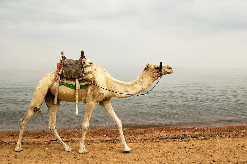 Wielbłąd na plaży w Dahab