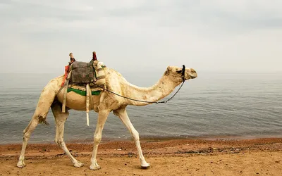 Wielbłąd na plaży w Dahab