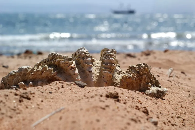 Muszle na piaszczystej plaży nad Morzem Czerwonym
