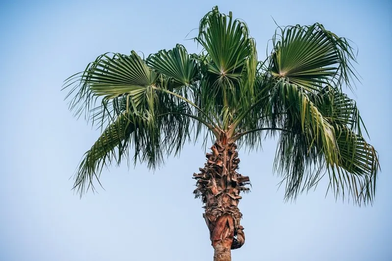 W oazach występują różne gatunki palm oraz drzewa cytrusowe