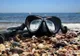 Osoba snorkelująca w przejrzystej wodzie Morza Czerwonego