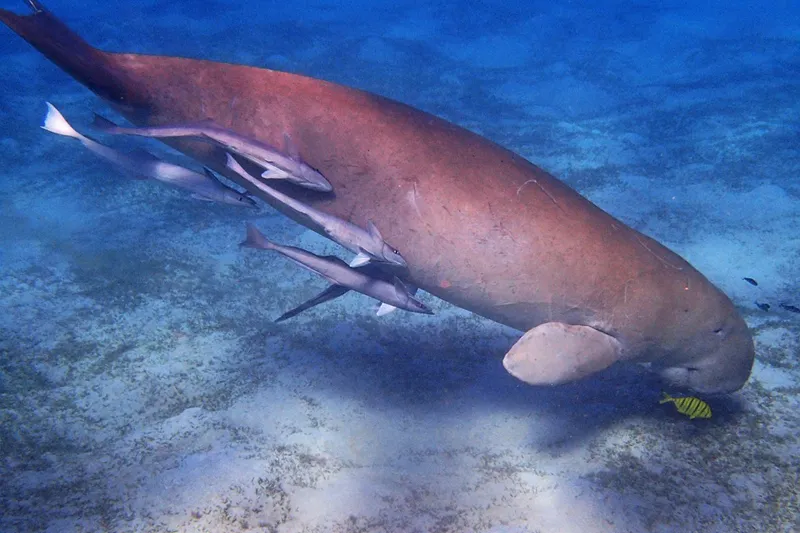 Snorkeling jest najprostszą formą podziwiania podwodnego świata