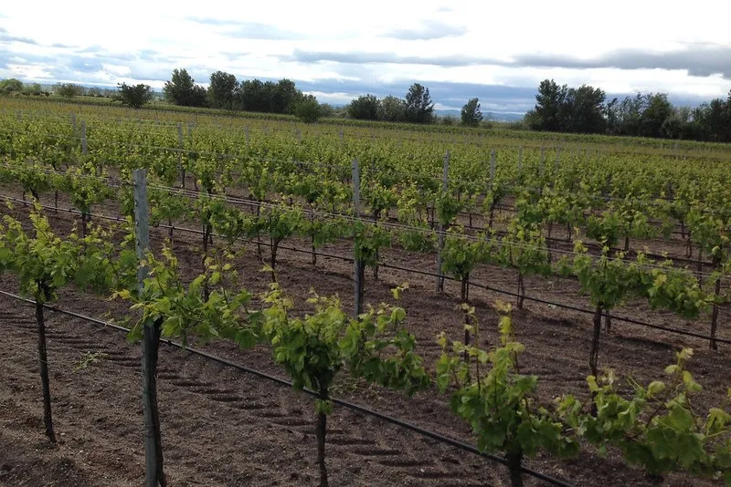 Winnice w regionie Burgenland