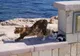 Kot z kociakiem na molo w przystani Ayia Napa