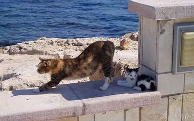 Kot z kociakiem na molo w przystani Ayia Napa