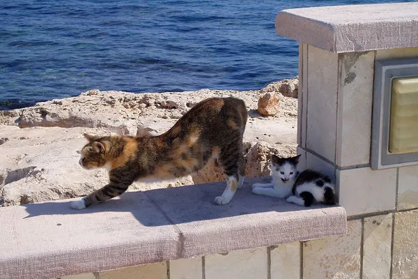 Kot z kociakiem na molo w przystani Ayia Napa