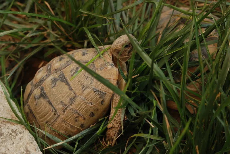 Na południu Chorwacji w rejonie śródziemnomorskim spotkać można żółwie greckie