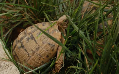 Na południu Chorwacji w rejonie śródziemnomorskim spotkać można żółwie greckie