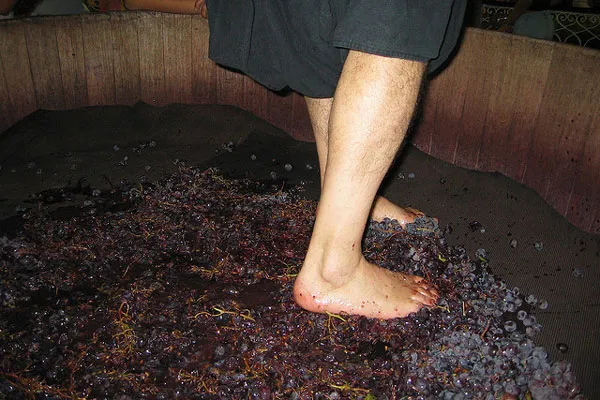 Ugniatanie winogron