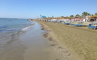 Szeroka piaszczysta plaża Finikoudes z leżakami i palmami w Larnace