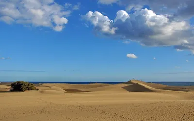 Złote wydmy Maspalomas na południu Gran Canarii, w tle ocean