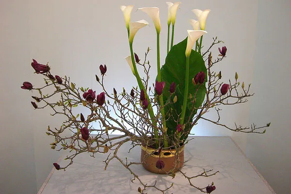 Ikebana z białych kalii, dużego liścia i gałązek magnolii w niskim naczyniu