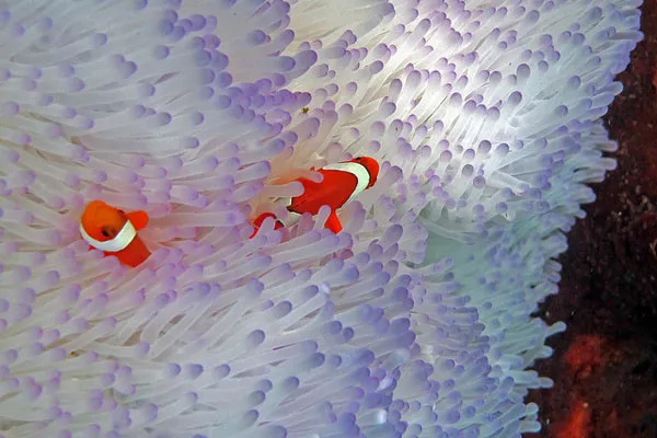 Rafy Raja Ampat