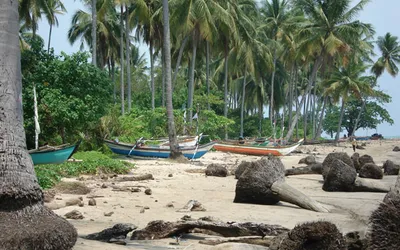Łodzie rybackie na piaszczystej plaży wśród palm