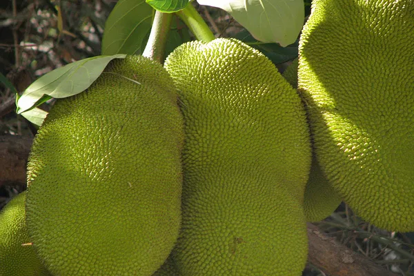 Jackfruit - niezwykle popularny owoc na Sri Lance