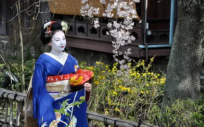 Maiko w niebieskim kimonie przy kwitnącej wiśni na ulicy w Kioto