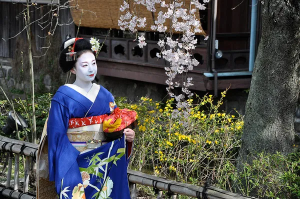 Maiko w niebieskim kimonie przy kwitnącej wiśni