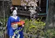 Maiko w niebieskim kimonie przy kwitnącej wiśni na ulicy w Kioto