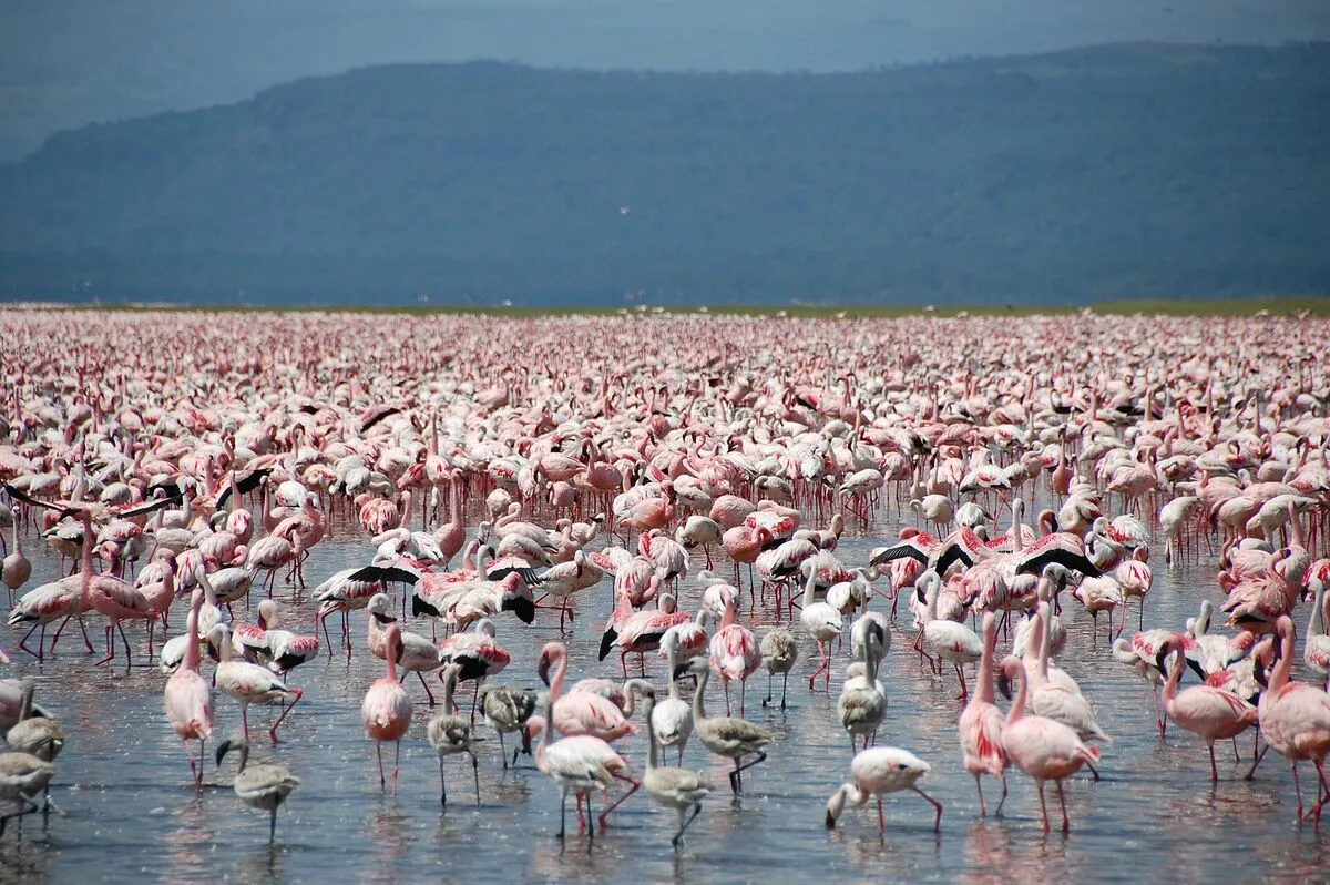 Tysiące różowych flamingów brodzących w płytkiej wodzie jeziora Nakuru