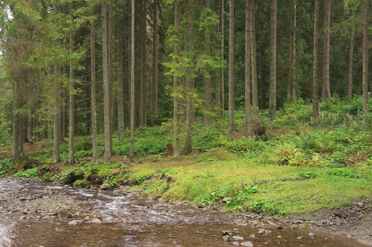Wysokie świerki i zielony mech nad strumieniem w karpackim lesie