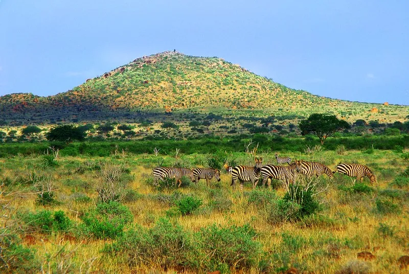 Rezerwat Narodowy Masai Mara