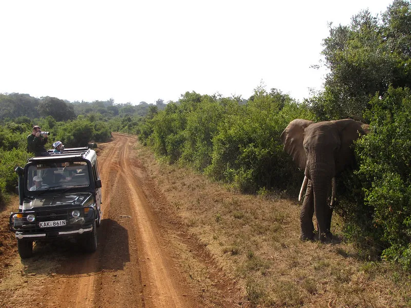 Słoń przy samochodzie safari w kenijskim parku narodowym