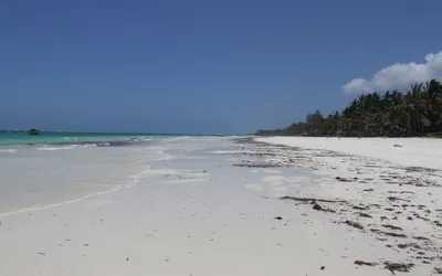 Biały piasek i turkusowa woda na plaży Diani, po prawej palmy kokosowe
