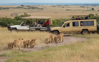 Lwice z młodymi przed samochodami safari w Rezerwacie Masai Mara