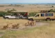 Lwice z młodymi przed samochodami safari w Rezerwacie Masai Mara