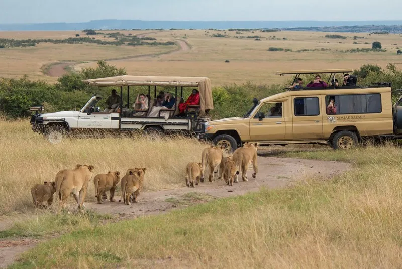 Lwice z młodymi przed samochodami safari w Rezerwacie Masai Mara