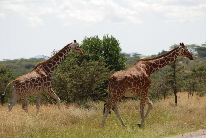 Rezerwat Ol Pejeta