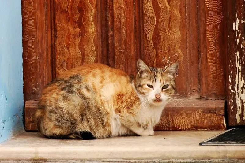 Kolory Tunezji (Kairuan)